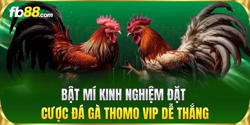 Bật mí kinh nghiệm đặt cược Đá Gà Thomo VIP dễ thắng