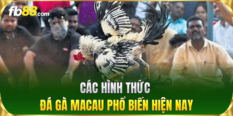Các hình thức Đá Gà Macau phổ biến hiện nay