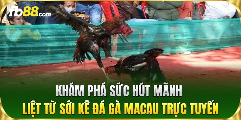 Khám phá sức hút mãnh liệt từ sới kê Đá Gà Macau trực tuyến