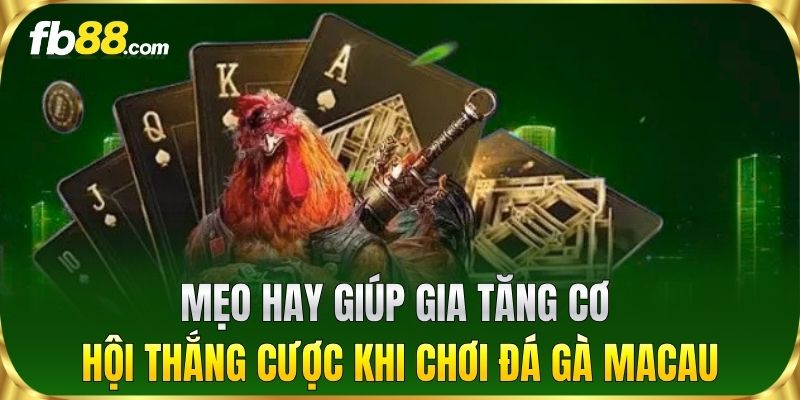Mẹo hay giúp gia tăng cơ hội thắng cược khi chơi Đá Gà Macau