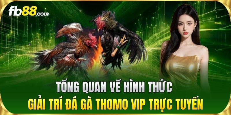 Tổng quan về hình thức giải trí Đá Gà Thomo VIP trực tuyến