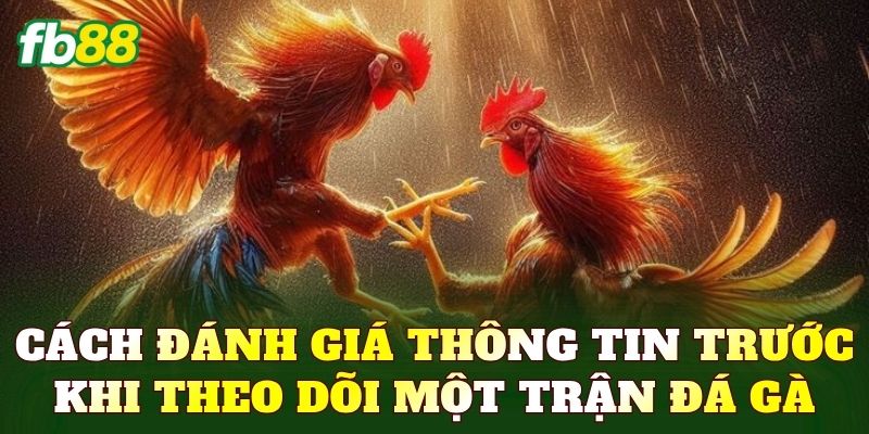 Cách đánh giá thông tin trước khi theo dõi một trận đá gà