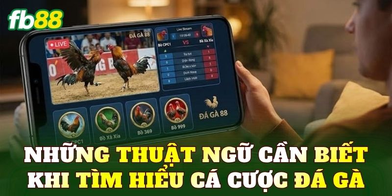 Những thuật ngữ cần biết khi tìm hiểu cá cược đá gà
